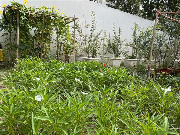 Ngoài hoa, Quý Bình còn trồng nhiều loại rau xanh như mướp, rau muống, rau dền, rau lang....Ảnh: FBNV