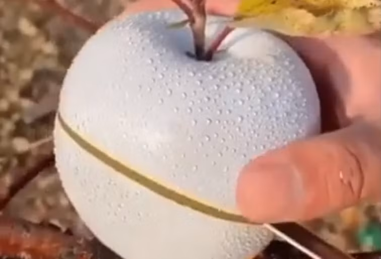 Táo trăng có hương vị thơm ngon, có thể dùng làm nhân bánh nướng ngọt hoặc bánh tart.