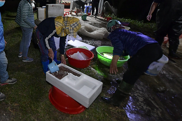 Thu hoạch được bao nhiêu, thương lái mua hết bấy nhiêu ngay tại ruộng. Ảnh: Baotintuc