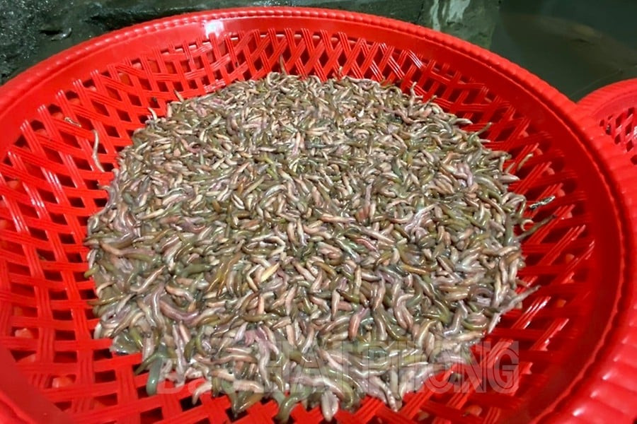 Rươi cũng được phân loại để bán với giá cao hơn. Ảnh: Baohaiphong