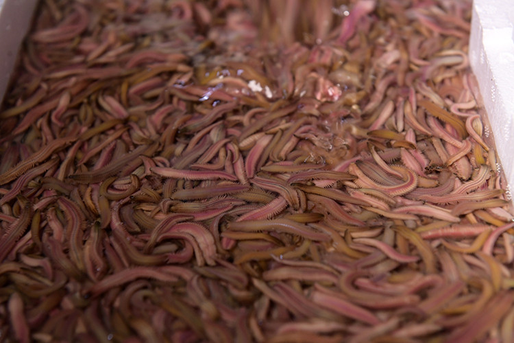 Năm nay, do thời tiết lạnh đến sớm, sản lượng rươi ít hơn so với mong đợi nên giá rươi cũng vì thế mà nhỉnh hơn. Giá rươi bán tại ruộng từ 380.000 - 400.000 đồng/kg, tăng 20.000 - 30.000 đồng so với cùng kỳ năm trước. Ảnh: Baotintuc