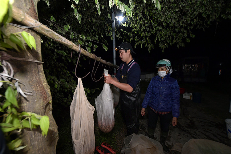 Trước khi cân, rươi được treo trên những chiếc túi lưới lớn để nước chảy hết. Ảnh: Baotintuc