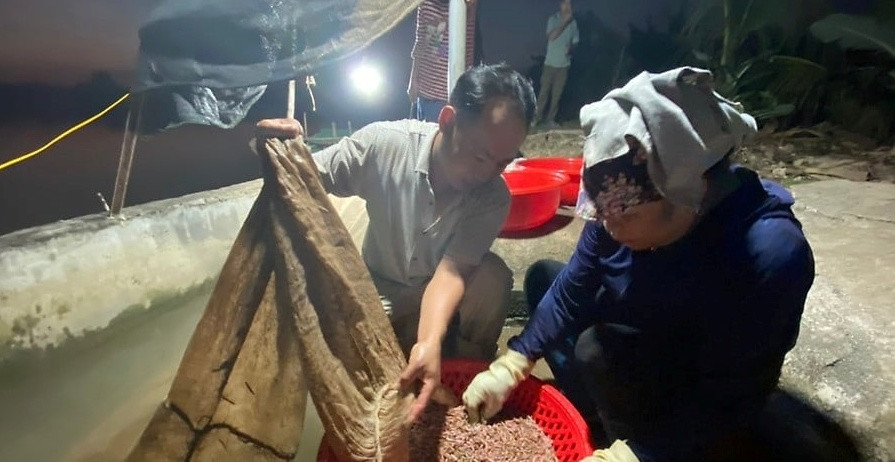 Người dân địa phương cho biết, rươi chỉ sinh sống ở môi trường sạch hoàn toàn, không bị ô nhiễm, không phải chăm sóc, không phải cho ăn, chỉ cần cải tạo ruộng ven sông, tạo môi trường tốt nhất. Ảnh: Baohaiphong