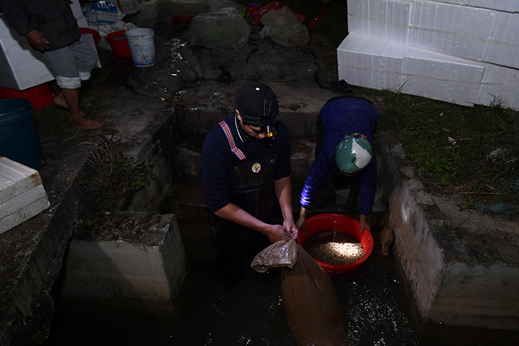Trước khi thu hoạch rươi một ngày, người dân mở cống để thuỷ triều trên sông tràn vào ruộng, rồi chặn cống lại. Sau đó vài tiếng, rươi sẽ ngoi lên. Ảnh: Baotintuc