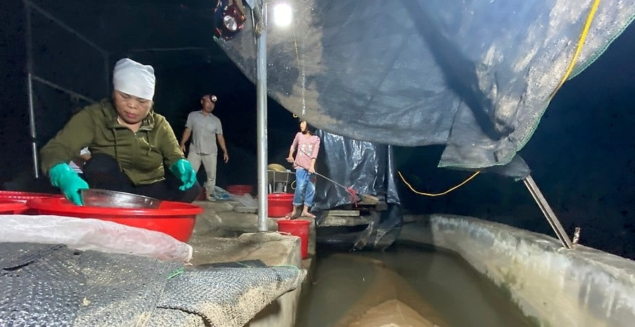 Trước đây, người dân chỉ vợt rươi tự nhiên nhưng nay, rươi được nuôi trong ruộng theo mô hình sạch để tăng thu nhập. Ảnh: Baohaiphong