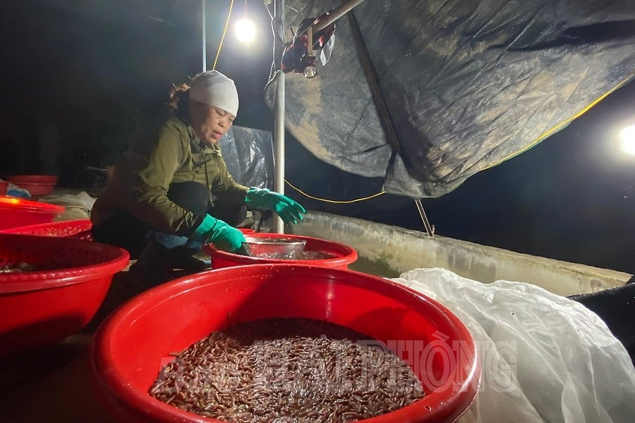 Rươi được rửa sạch sau khi vớt lên. Ảnh: Baohaiphong