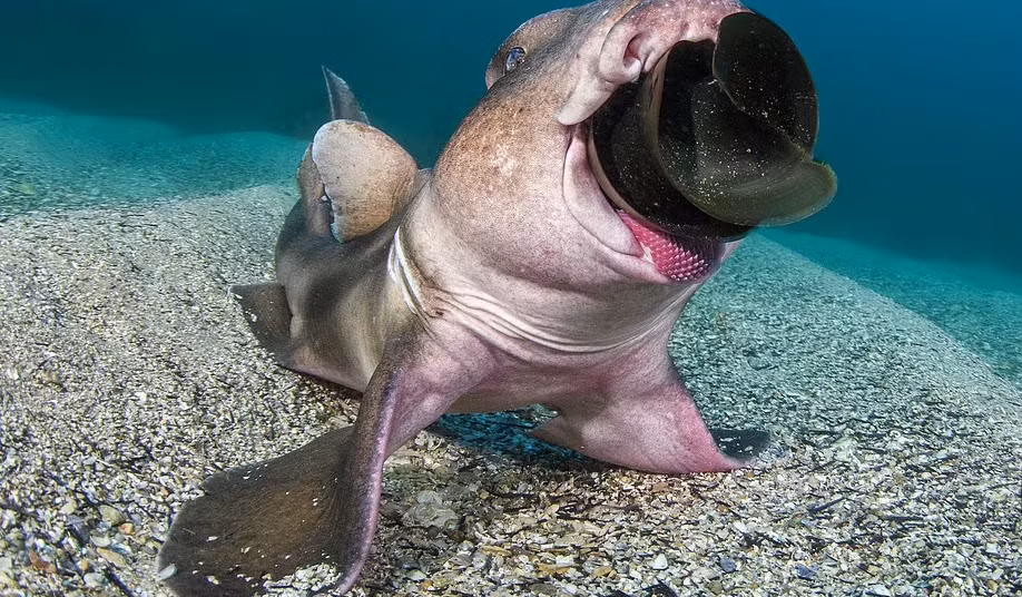 Buc anh gau Bac cuc ngu tren tang bang bao dong ve bien doi khi hau-Hinh-6