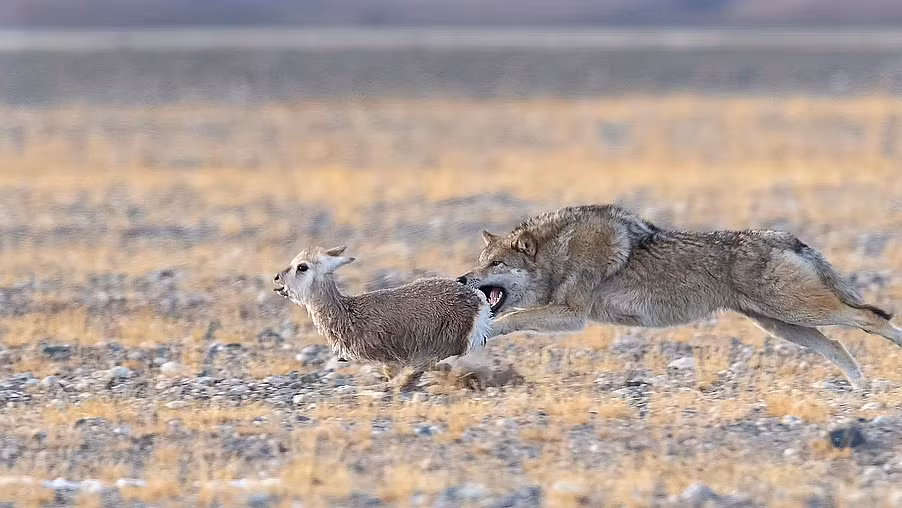 Buc anh gau Bac cuc ngu tren tang bang bao dong ve bien doi khi hau-Hinh-4