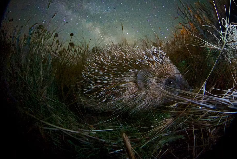 Buc anh gau Bac cuc ngu tren tang bang bao dong ve bien doi khi hau-Hinh-8