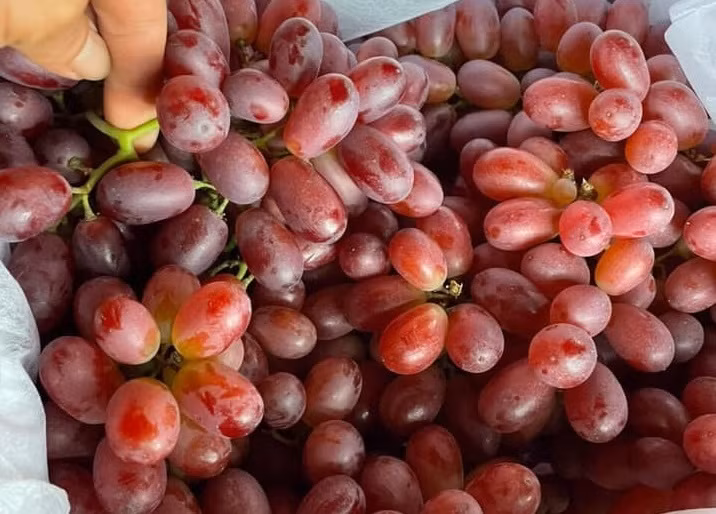 Tương tự, chị Giang (Hà Đông, Hà Nội) cho biết, khoảng 2 tuần nay thường xuyên mua nho ruby không hạt vì cả nhà đều thích. Nho khá tươi, ăn giòn và rất ngọt.