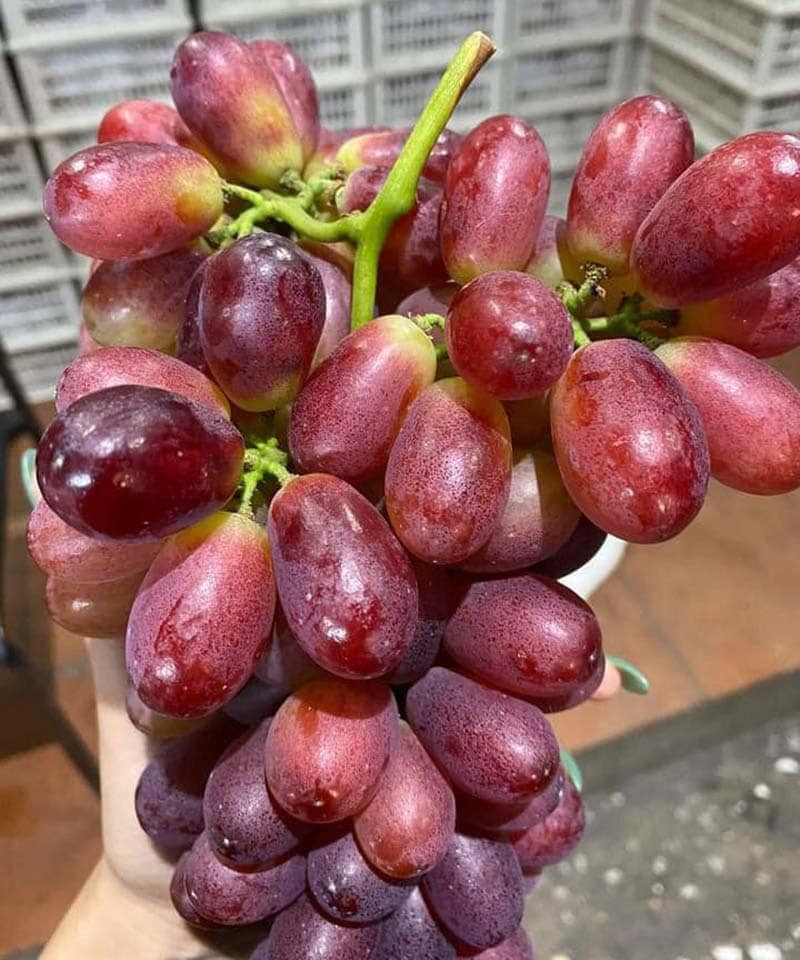 Tuy nhiên, với mức giá rẻ và bán đầy chợ như vậy, chị Giang đoán đây là nho Trung Quốc, không phải nho Úc hay nho Mỹ.
