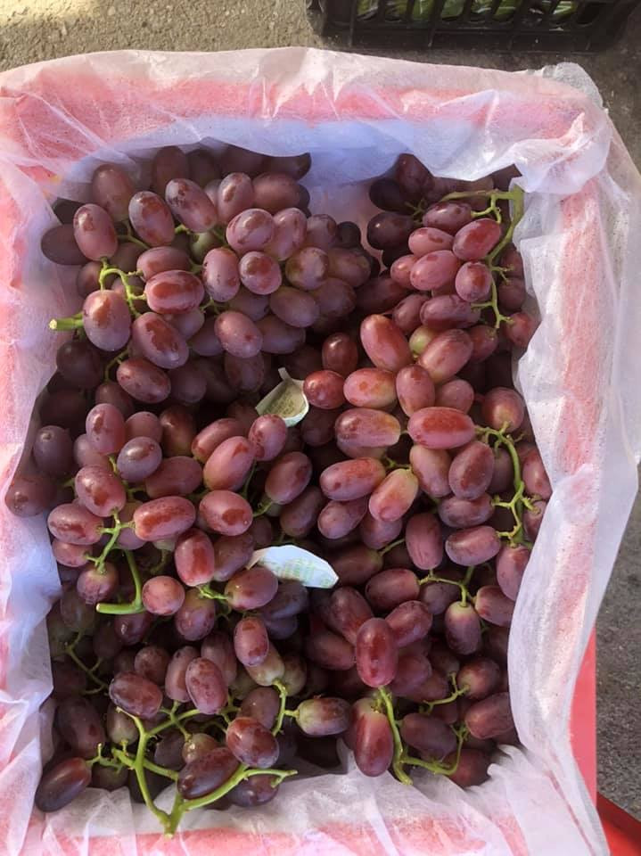 Phần lớn người bán đều quảng cáo đây là “nho ruby”, ăn giòn ngọt, đảm bảo tươi ngon nhưng không nhắc đến nguồn gốc xuất xứ của chúng. Vì thế, nhiều bà nội trợ nhầm tưởng chúng là nho Mỹ và nho Úc.