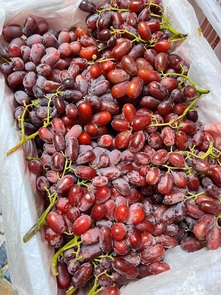 Theo chị Duyên, loại nho này đang "gây sốt" thị trường vì ăn rất giòn, ngọt, lại không có hạt. Chị nói: "Tôi không rõ xuất xứ từ đâu nhưng nhìn khá giống nho Úc".