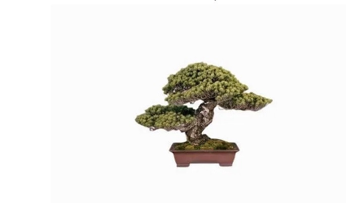 Sandai Shogun no Matsu Bonsai là một kỳ quan khác của thế giới bonsai. Đó là một cây thông ngũ kim cực kỳ xuất sắc với hơn 500 tuổi. Cây từng được các vị hoàng đế của Nhật Bản chăm sóc. Hiện nay, chậu bonsai này được trưng bày tại Hoàng cung Tokyo của Nhật Bản.