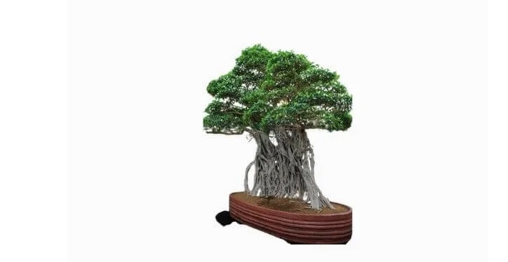 Ficus Retusa Linn là cây cảnh lâu đời nhất thế giới khi đã hơn 1.000 năm tuổi. Ficus Bonsai được trưng bày trong Bảo tàng Bonsai Crespi ở Ý. Dù không bán nhưng giá trị của chậu bonsai là không nhỏ.