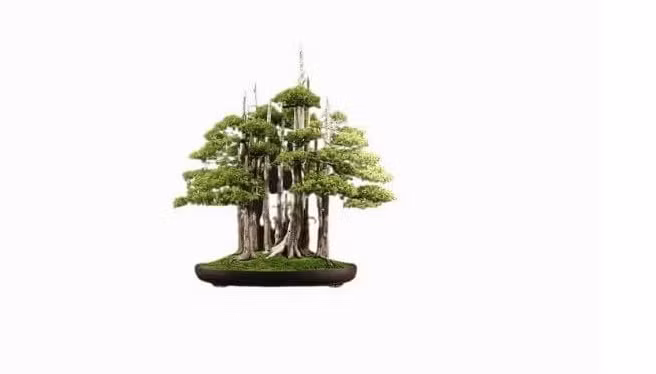 Được tạo ra bởi John Y Naka, chậu bonsai trông giống như một khu rừng này có 11 cây lớn nhỏ khác nhau. Đây cũng chính là lý do biến nó thành một trong những cây bonsai độc và đắt nhất trên thế giới.