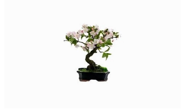 Chậu bonsai có hoa này thuộc loài Azaela. Nó khá nhỏ. Chiều cao của cây này là khoảng 13 đến 18 cm. Loại bonsai này cho hoa vào cuối mùa xuân hoặc đầu mùa hè. Nguồn ảnh: Mostexpensivehub.