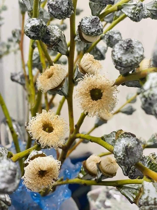 Mỗi bó cành bạch đàn gồm 4-6 cành, dài khoảng 50-60cm được bán từ 100.000 - 130.000 đồng/bó. Ảnh: Dân Việt