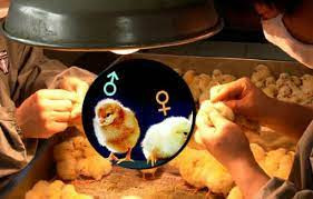 Tùy theo mục đích nuôi lấy trứng hay chuyên lấy thịt, mà các trang trại sẽ tách tỷ lệ trống/mái khác nhau. Ảnh: Internet