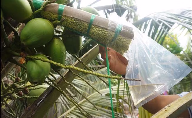 Mỗi bông dừa cho 25 lít mật hoa dừa tươi trong 25 ngày. Mỗi năm việc thu mật hoa dừa tươi từ một cây sẽ cho người dân từ 2-2,5 triệu đồng. Ảnh: Dân Việt