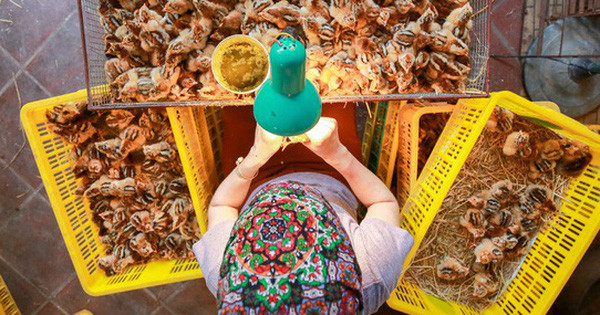 Những người thợ lành nghề chỉ mất khoảng một tiếng là có thể phân loại được khoảng 1.200 con gà con. Ảnh: Vietnamnet