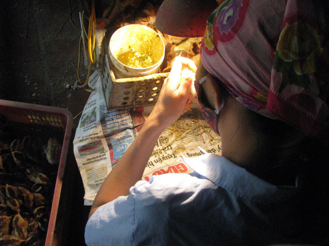 Dù thu nhập cao nhưng rất ít người làm công việc này. Bởi, nhiều người chăn nuôi đã lâu năm nhưng vẫn chưa phân biệt chính xác được giới tính từng con. Ảnh: Dân Việt