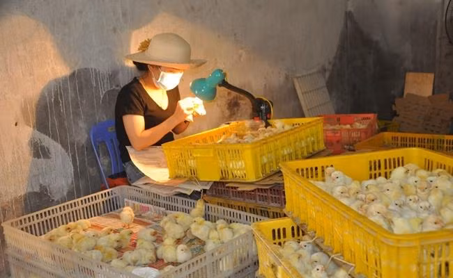 Người làm công việc này có thể kiếm được từ 1 - 2 triệu đồng/ngày. Người có chuyên môn cao còn có thể kiếm được tới cả trăm triệu 1 tháng. Ảnh: Dân Việt