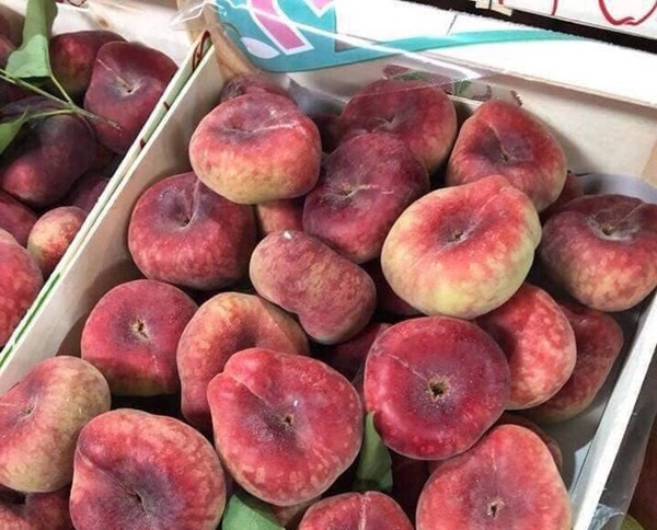 Loại đào này còn gọi là "đào bánh rán", được xem là một trong những loại đào ngon nhất thế giới. Loại đào này hút khách vì có hình dáng độc đáo, vị giòn ngọt. Ảnh: Vietnamnet