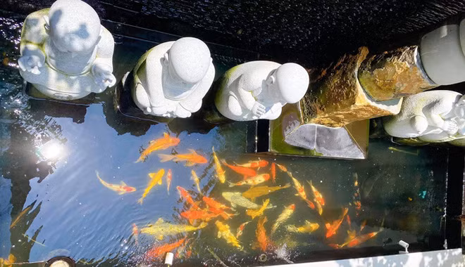 Trong biệt thự còn có hồ nuôi cá Koi đẹp mắt. Ảnh: FBNV