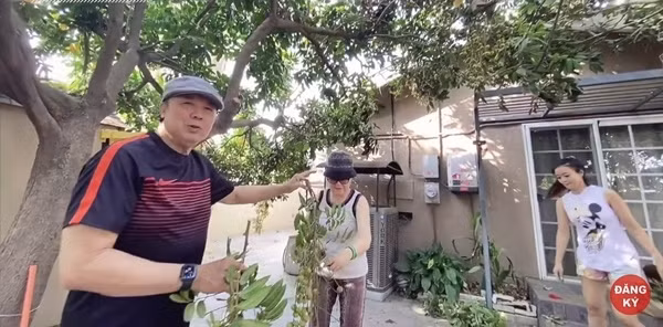 NSƯT Bảo Quốc sở hữu một khu vườn rộng lớn trồng đủ các loại trái cây như nhãn, mận, ổi tại Mỹ. Đích thân vợ chồng ông trồng và chăm sóc nên khu vườn luôn xanh tốt và cho trái nhiều. Ảnh chụp màn hình