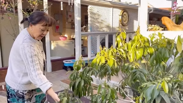 Sinh sống tại phía Nam bang California (Mỹ), ca sĩ Hương Lan nhiều lần khiến người hâm mộ bất ngờ khi chia sẻ vườn rau sạch trên trang cá nhân. Ảnh: FBNV