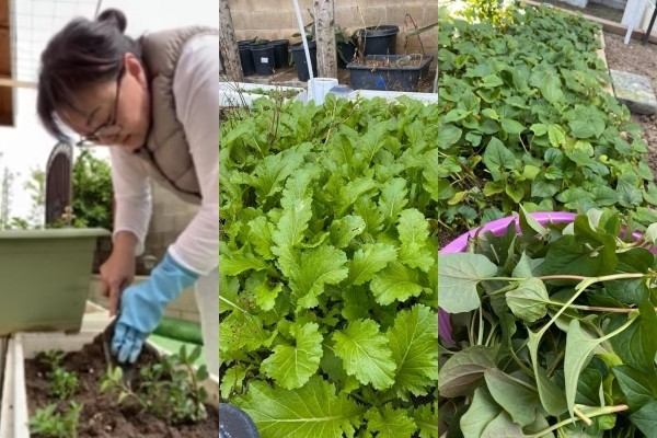 Nữ ca sĩ tận tay chăm sóc vườn rau. Ảnh: FBNV