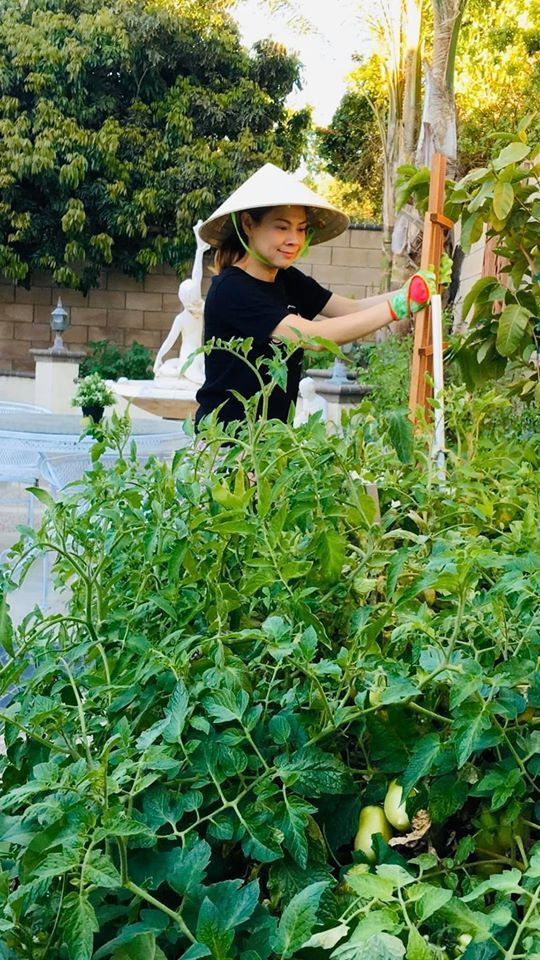 Nữ ca sĩ trồng đủ loại cây trái xum xuê, xanh mướt từ cải ngọt, cà chua, diếp cá, xoài...Ảnh: FBNV