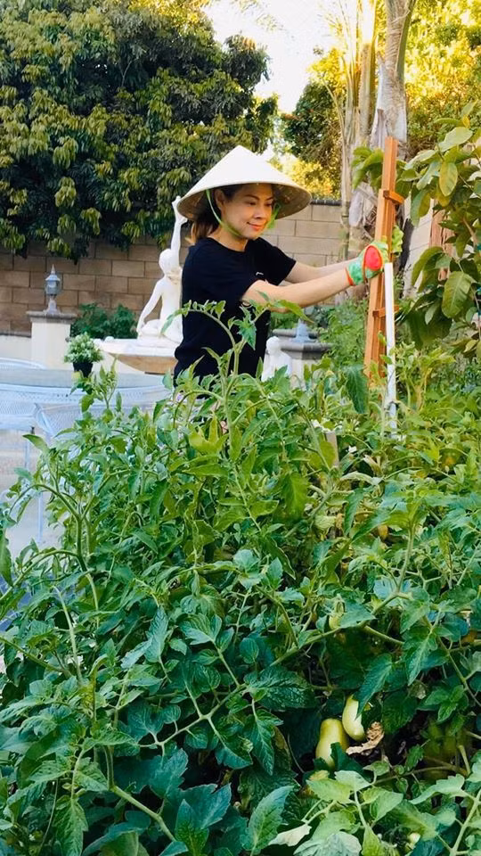 Nữ ca sĩ trồng đủ loại cây trái xum xuê, xanh mướt từ cải ngọt, cà chua, diếp cá, xoài...Ảnh: FBNV