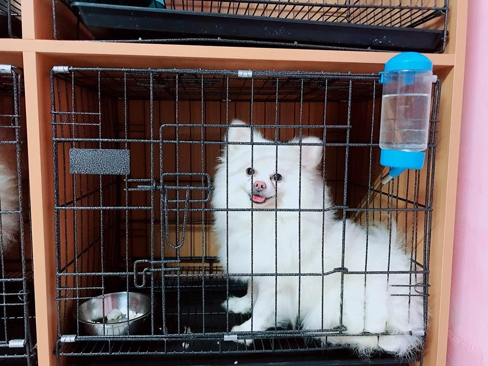 Tùy vào giá trị, cân nặng của thú cưng cũng như yêu cầu chăm sóc mà giá cả của loại hình dịch vụ này dao động từ 150.000 – 500.000 đồng/ngày. Ảnh: Lao động