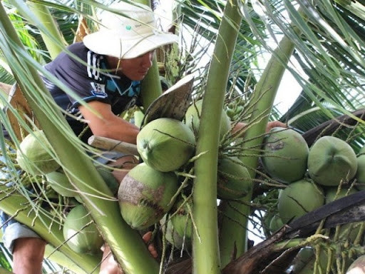 Dừa sáp còn gọi dừa đặc ruột, dừa kem, là một trong những đặc sản nổi tiếng của quê hương Trà Vinh, đặc biệt nhất là tại huyện Cầu Kè. Ảnh: Dân Việt