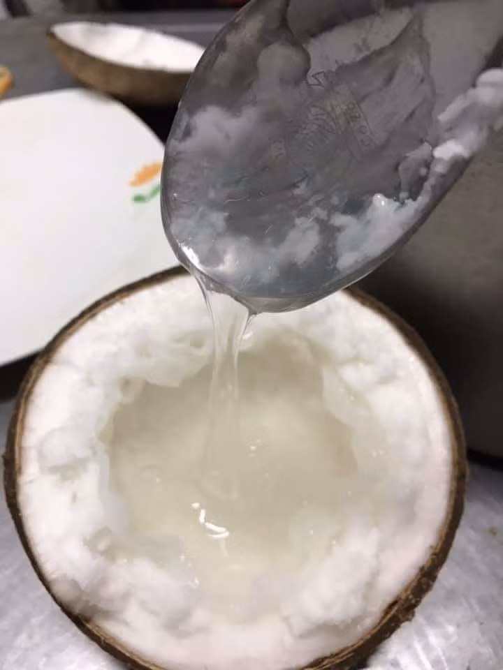 Dừa sáp được cho là chứa nhiều axit béo bão hòa, không những không gây tăng cân, béo phì, mà còn giúp giảm cân hiệu quả. Ảnh: Voso