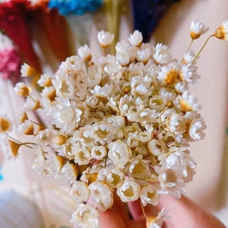 Cúc Glixia (hay còn gọi Snowy flower hoặc tuyết nhiệt đới) là loài hoa bé tí xíu, mảnh mai, dẻo dai và đặc biệt là rất bền.