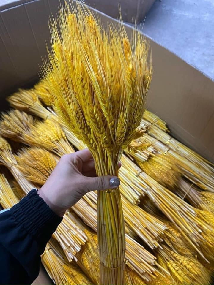 Là mặt hàng mới nổi, giá rẻ lại có thể chơi được rất lâu nên bông lúa mạch hiện rất hút khách. Nguồn ảnh: Facebook