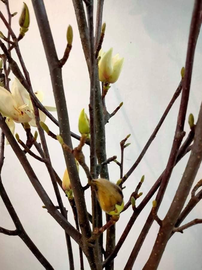 Giá hoa mộc lan dao động trong khoảng từ 135.000 - 200.000 đồng/bó (2-3 cành), tuỳ kích cỡ.