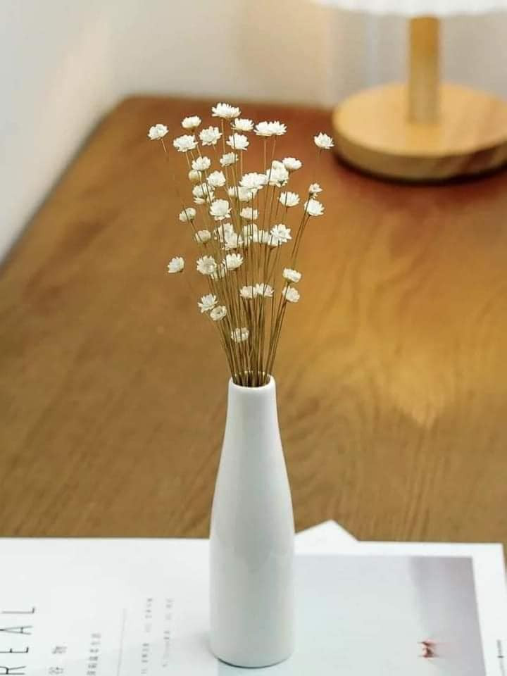 Hoa cúc nhiệt đới nhỏ chỉ bằng đầu đũa, đường kính từ 0.5 - 1cm, chiều dài thân từ 40 - 50 cm. Với công nghệ sấy lạnh, hoa có thể chơi được 5-10 năm mà không sợ mốc, sợ héo.