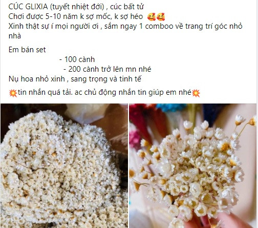 Nhắc đến các loại hoa độc lạ trên thị trường hiện nay không thể bỏ qua cúc Glixia. Hoa được rao bán nhiều trên chợ mạng với giá chỉ 99.000 đồng/100 bông. Khách mua sỉ còn có giá mềm hơn.