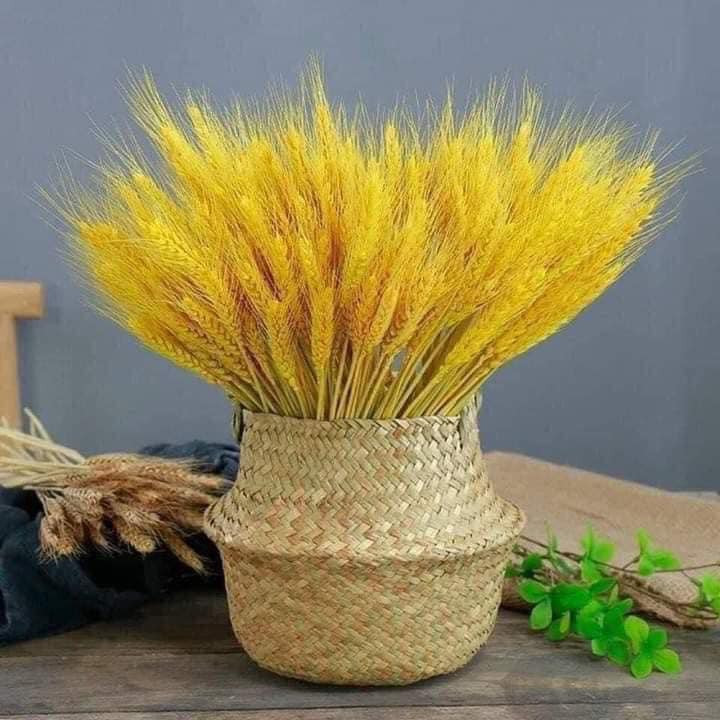 Gần đây, bông lúa mạch nhuộm màu vàng tươi cũng được nhiều chị em tìm mua về trưng trong nhà.