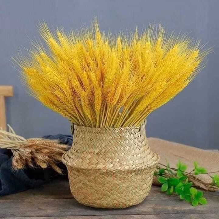 Gần đây, bông lúa mạch nhuộm màu vàng tươi cũng được nhiều chị em tìm mua về trưng trong nhà.