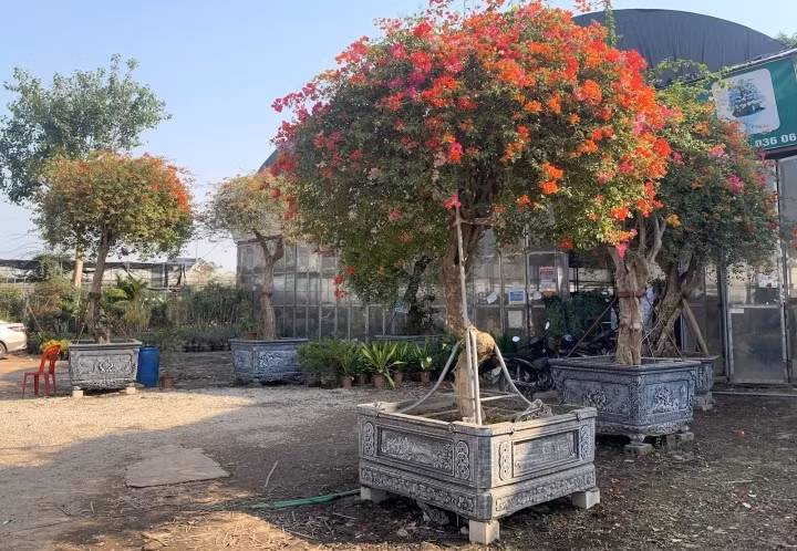 Chiem nguong nhung cay hoa giay ngu sac tram trieu phuc vu dai gia choi Tet