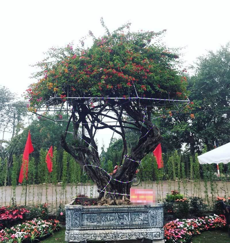 Năm 2020, khách tham quan có dịp chiêm ngưỡng cây hoa giấy ngũ sắc “khủng” của chị Hà Huyền Trang ở thôn 4, xã Xuân Quan (Văn Giang, Hưng Yên) với giá lên đến 450 triệu đồng. Ảnh: Vietnamnet