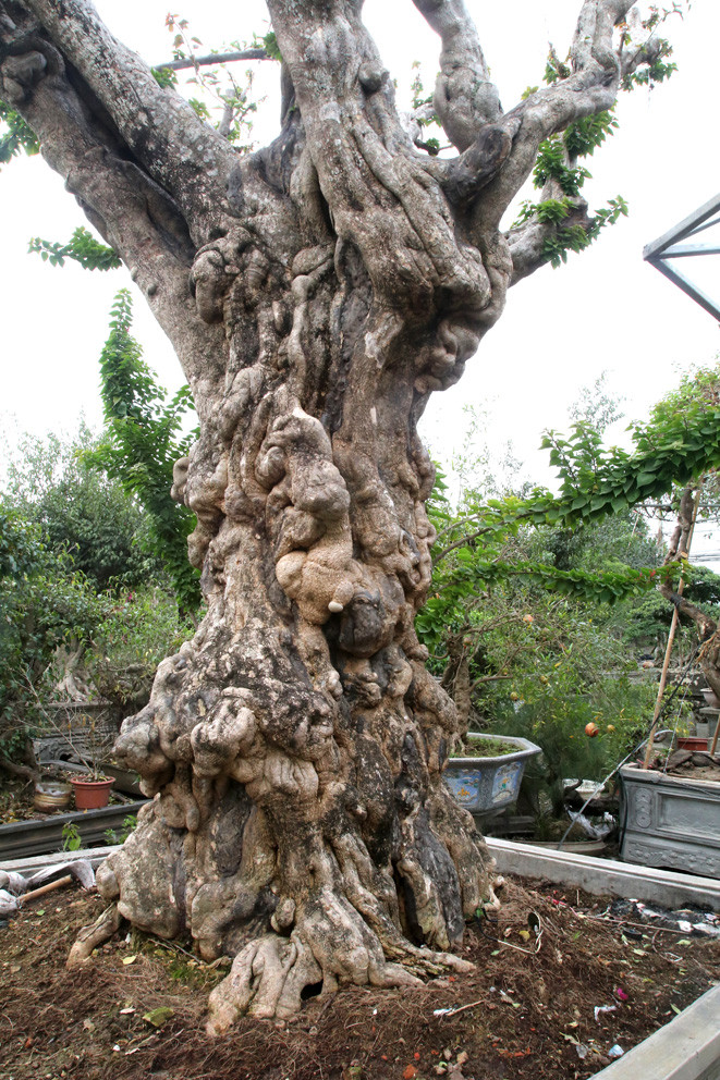 Đáng chú ý, có cây hoa giấy trên 100 năm giá hơn 600 triệu đồng. Ảnh: Báo Tin Tức.