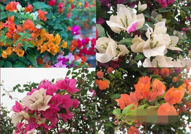 Giống hoa giấy ngũ sắc gồm có 5 màu: trắng, cam, đỏ, vàng, hồng rực rỡ và rất sai hoa. Thời gian chơi có thể kéo dài tới 1 tháng. Ảnh: Vietnamnet