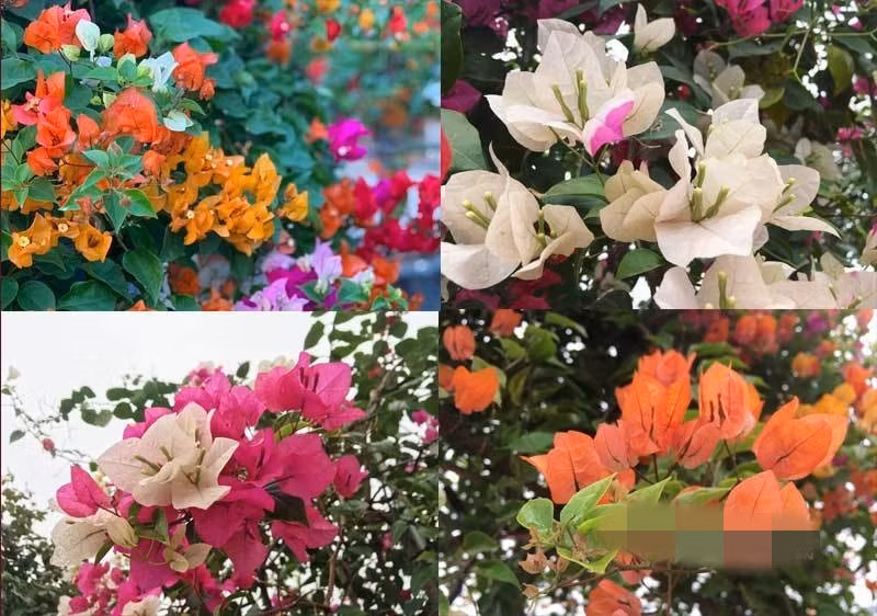 Giống hoa giấy ngũ sắc gồm có 5 màu: trắng, cam, đỏ, vàng, hồng rực rỡ và rất sai hoa. Thời gian chơi có thể kéo dài tới 1 tháng. Ảnh: Vietnamnet