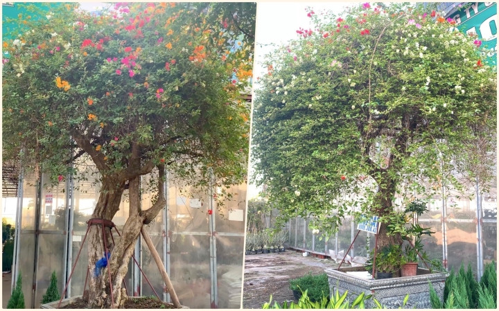 Cao gần 4m, hai cây hoa giấy ngũ sắc này có tới 160 triệu đồng. Ảnh: VTCNews